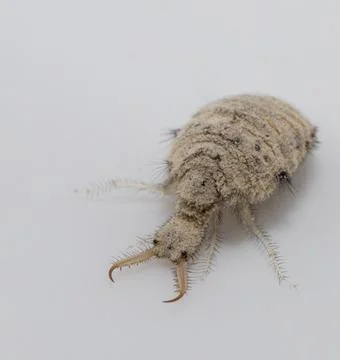 A small ant-lion larvae 写真素材