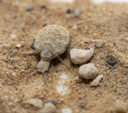 A small ant-lion larvae Stock Photos