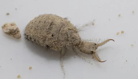 A small ant-lion larvae Stock Photos