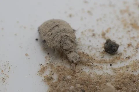 A small ant-lion larvae Stock Photos