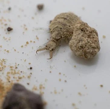 A small ant-lion larvae Stock Photos