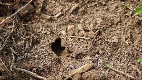 Small ant nest Stock Footage 69101230