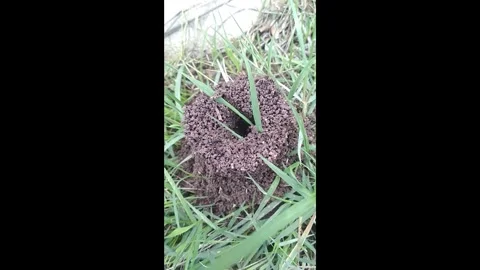 Small ant nest on a windy day 库存影片 303266844