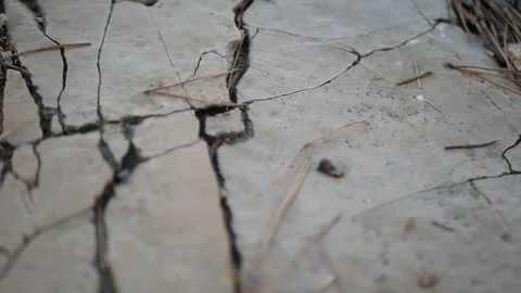Small ant searching for food on rocks Stock Footage 112802469