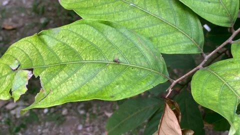Small ant walking on green leaf surface Stock Footage 340483925