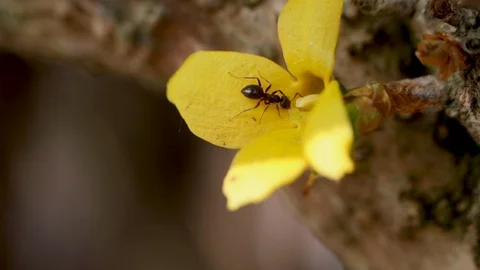 Small ant walking inside the flower Video stock 111628577