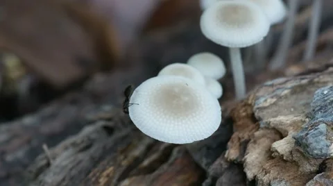 Small ant walking on the mushroom Video stock 64103312