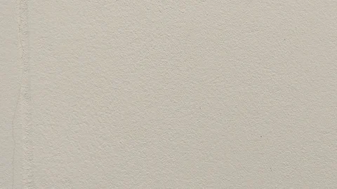 Small ant Walking Wall. Stock Footage 99879632