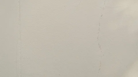 Small ant Walking Wall. Stock Footage 99887544