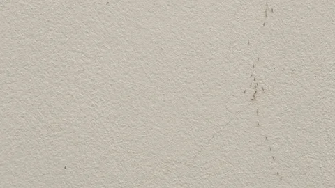 Small ant Walking Wall. Stock Footage 99887791