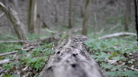 Small ant walks on trunk bark. 库存影片 154585446