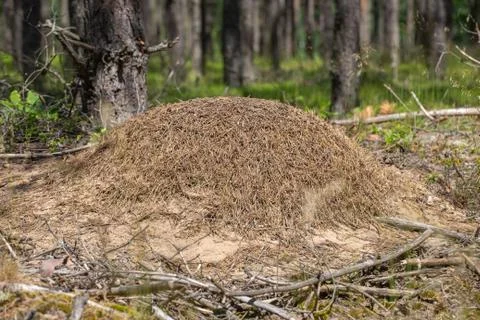 A small anthill in a deciduous forest. Mound inhabited by ants. Stock Photos