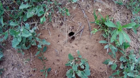 Small ants in an anthill Stock Footage 78049947