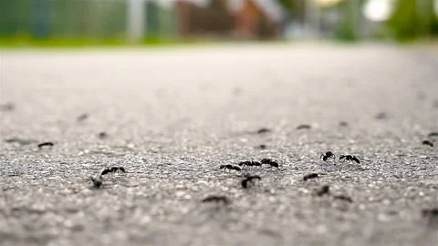 Small ants on the asphalt. Slow motion, macro Stock Footage 90723531