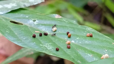 Small Ants Building Nest on Edge of Green Leaf Macro Stockbeeldmateriaal 332603743
