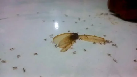 Small Ants Carrying Dead Flying Termite 스톡 동영상 341755416