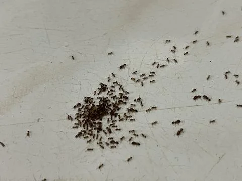 Small ants clustered on white tile surface Stock Photos