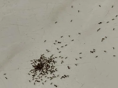 Small ants clustered on white tile surface Stock Photos