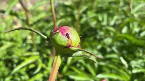 Small ants crawl on an unopened peony bud Stock Footage 197407348