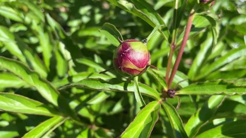 Small ants crawl on an unopened peony bud Stock Footage 199852243