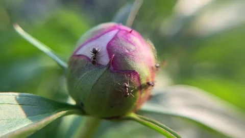 Small ants crawl on an unopened peony bud Stock Footage 244303194