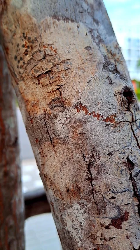 Small ants crawling on rough tree bark texture. Stock Footage 331663666