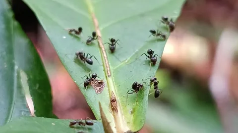 Small Ants Feeding on Green Leaf in Tropical Forest Macro Stockbeeldmateriaal 332603768