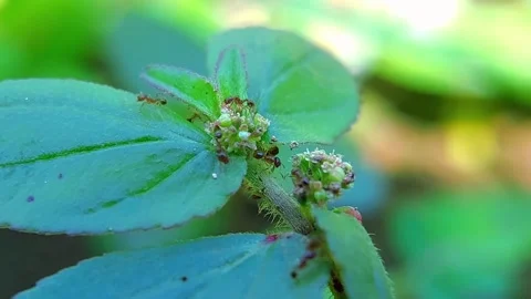 Small Ants Formicidae Foraging on Asthma Plant Euphorbia Hirta Macro 2K Video Stock Footage 345919771