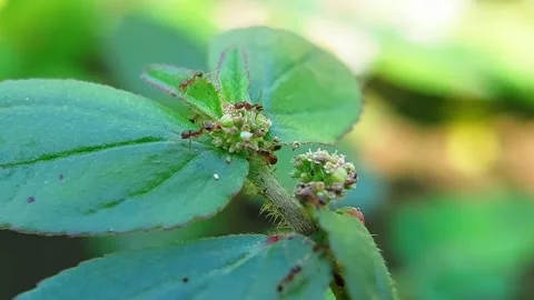 Small Ants Formicidae Foraging on Wild Plant Macro Slow Motion 4K Video Stockbeeldmateriaal 345971741
