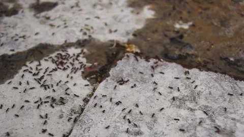 Small ants in a frying pan with a spoon. Stock Footage 245934045