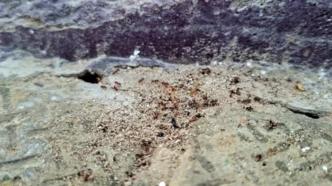 Small Ants Gathering On Rough Stone Layout Vídeo Stock 337381480
