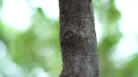 Small ants move quickly along tree branches Stock Footage 308940884