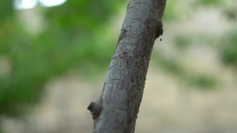 Small ants move quickly along tree branches Stock Footage 308943087