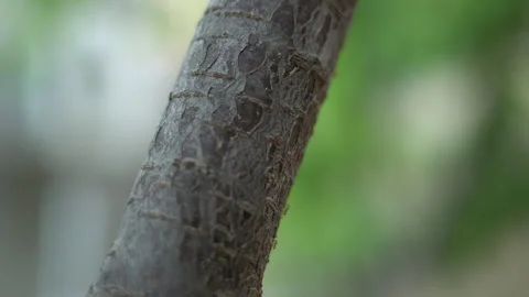 Small ants move quickly along tree branches Stock Footage 308943148