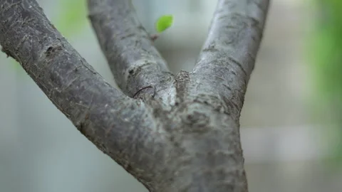 Small ants move quickly along tree branches Stock Footage 308943930