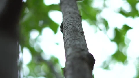 Small ants move quickly along tree branches Stock Footage 308943968