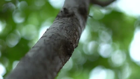 Small ants move quickly along tree branches Stock Footage 308948664