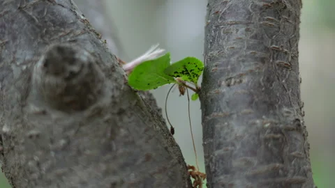 Small ants move quickly along tree branches Stock Footage 308948682