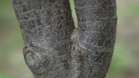 Small ants move quickly along tree branches Stock Footage 308949058