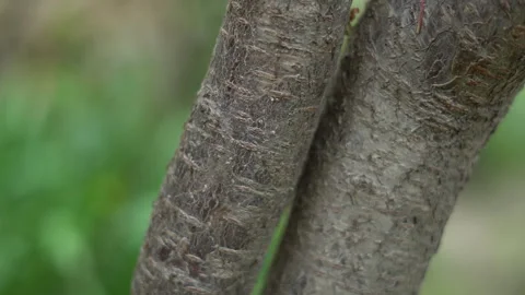 Small ants move quickly along tree branches Stock Footage 308949064