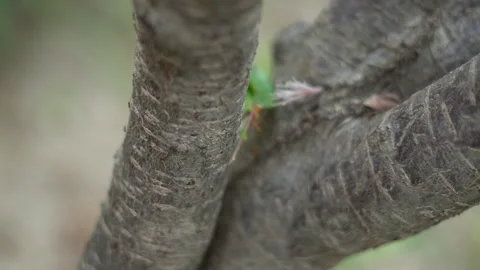 Small ants move quickly along tree branches Stock Footage 308949322