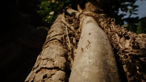 Small ants moving across textured tree root near Angkor Wat Stock Footage 335276190