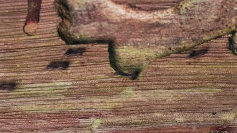 Small Ants Moving Across Textured Tree Bark in a Tropical Environment Stock Footage 342696008