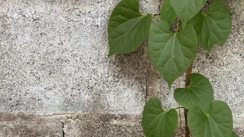 Small ants walking on the wall with green leaf Stock Footage 258660106
