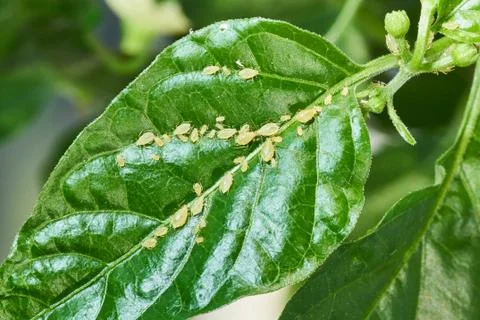 Small aphid on a green leaf in the open air Stock Photos