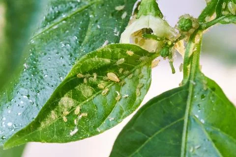 Small aphid on a green leaf in the open air Stock Photos