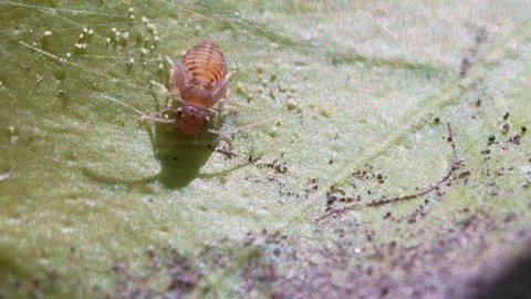 Small aphid stands on a leaf. Stock Footage 243718680