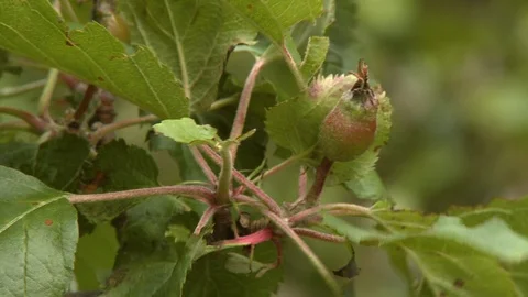 Small Apple and Vines Video stock 118959384