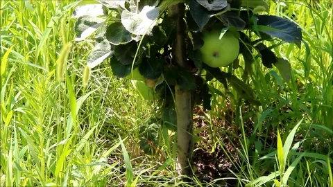 A small apple tree with apples Stock Footage 77861810