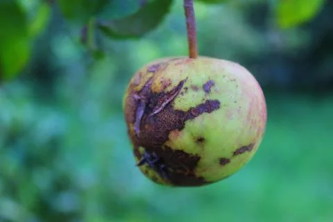 Small apple on a tree with damage and a crack Stock Photos